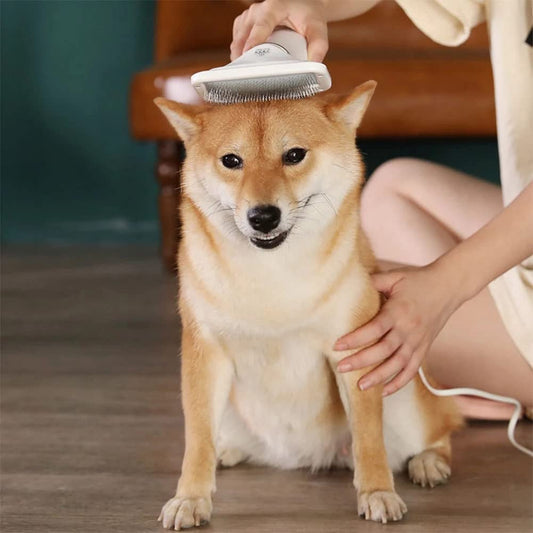 Sèche-cheveux électrique pour animaux de compagnie