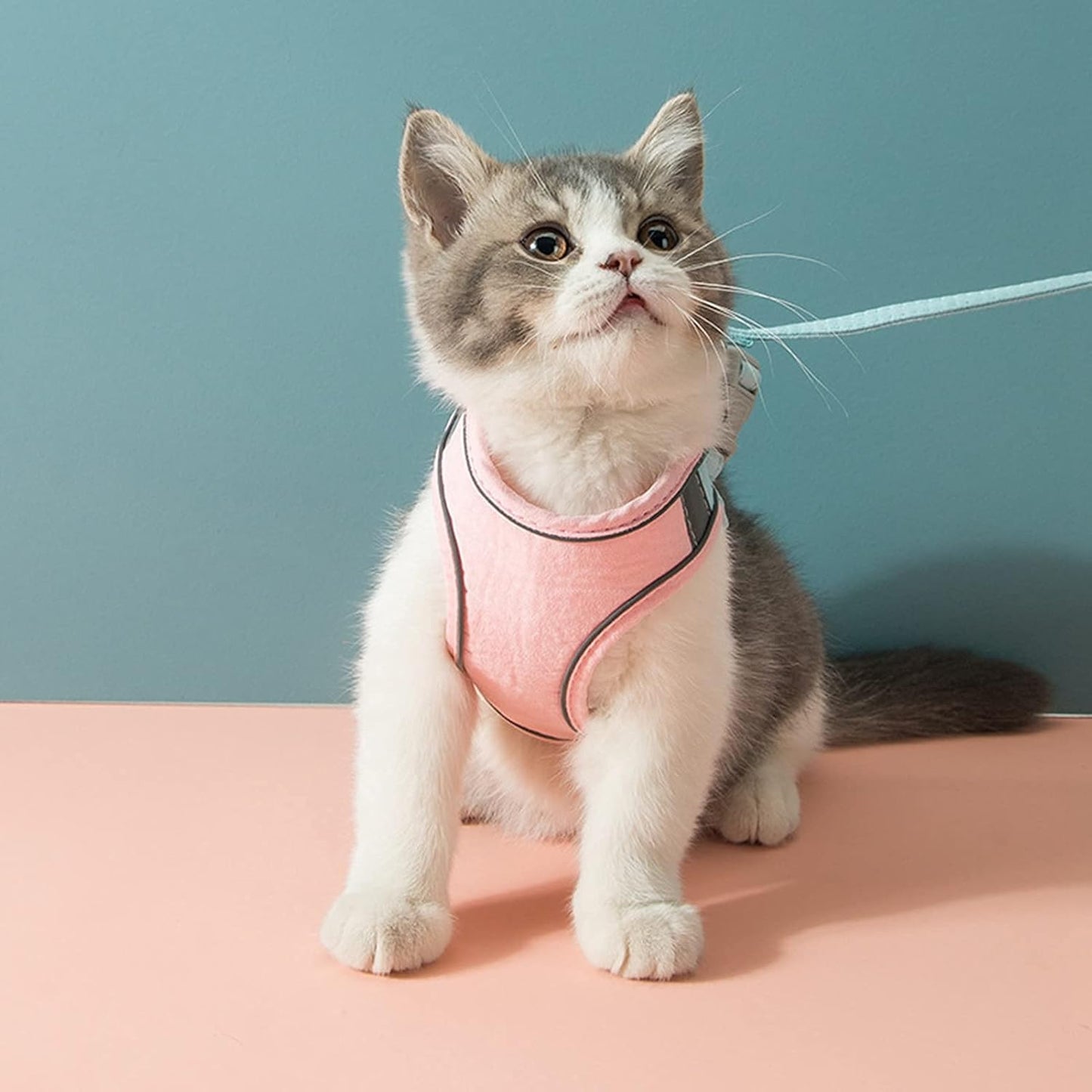 Ensemble de harnais réglable pour chat