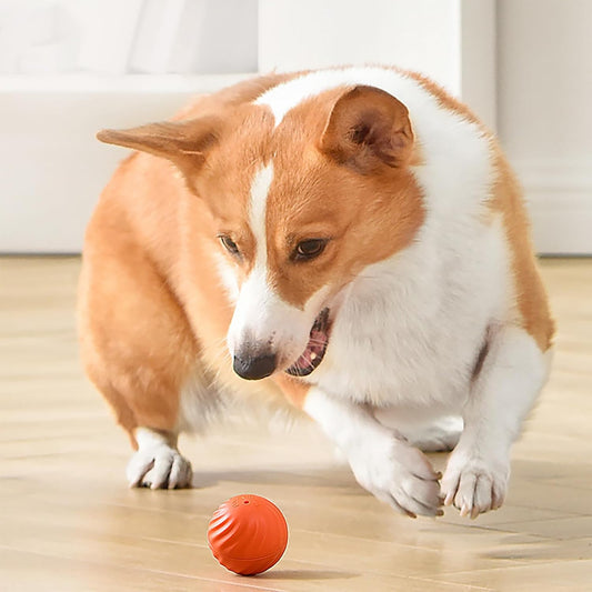 Jouets en caoutchouc pour chiens de compagnie