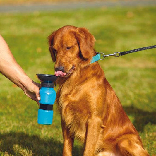 Bouteille d'eau potable pour animaux de compagnie