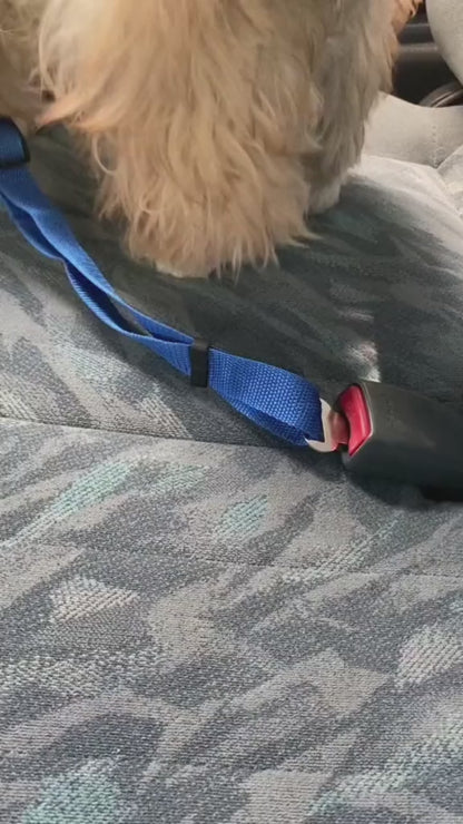 Ceinture de sécurité pour animaux de compagnie