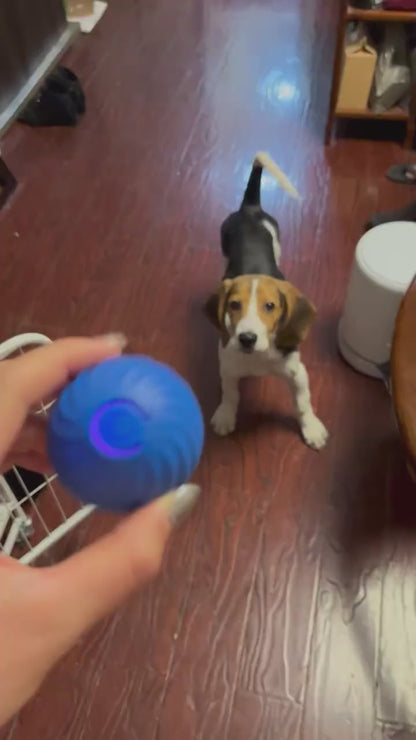 Jouets en caoutchouc pour chiens de compagnie
