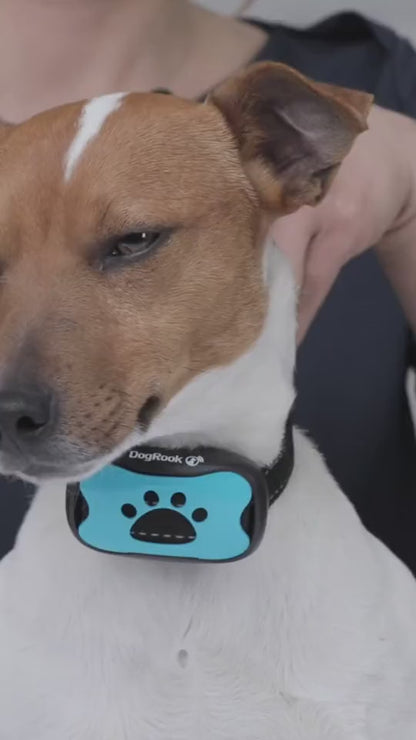 Collier anti-aboiement pour chien